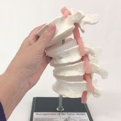 model of the lumbar spine